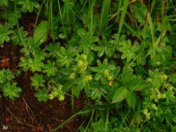 2013-06-23_Sonnenspitz_Jochberg (252).JPG